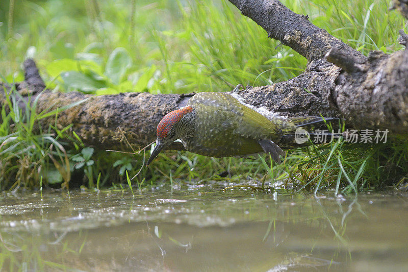 欧洲绿啄木鸟饮水(Picus viridis)